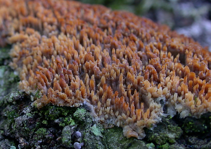 Corticiaceae da determinare... (Radulomyces molaris)